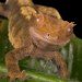 Gecko 3
